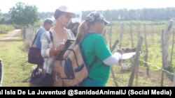 Conteo de ganado en la Isla de Pinos como parte del llamado "Ejercicio Nacional del Censo del Ganado".