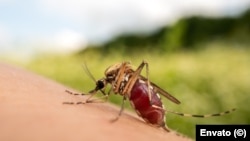 Crisis epidemiológica en Cuba. 