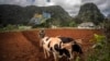 Un agricultor ara un campo con bueyes para plantar yuca cerca de las montañas en Viñales, Cuba, el 1 de marzo de 2021. (AP Foto/Ramón Espinosa).