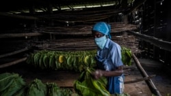 Tabacaleros advierten que la producción de tabaco también colapsó Tabacaleros advierten que la producción de tabaco también colapsó
