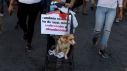 Manos y Corazón, un proyecto independiente en defensa de los animales en Cuba Manos y Corazón, un proyecto independiente en defensa de los animales en Cuba