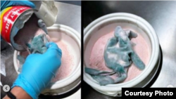 Intentaron transportar 64 balas de punta hueca ocultas dentro de un envase de Nesquik sabor fresa. 