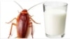 Imagen que acompaña el post de Radio Guamá en Facebook sobre el artículo acerca de la "leche de cucaracha".