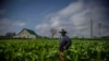 Un productor de tabaco en Pinar del Río, Cuba. (AP Photo/Ramón Espinosa).