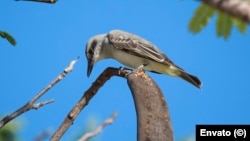 Pitirre abejero, un “salvavidas temporal” para las mesas vacías en Cuba.